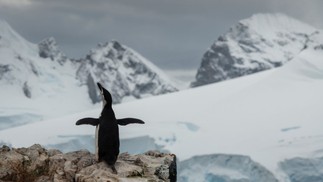 Pinguim com Estreito de Gerlache, na Antártica, ao fundo — Foto: Christian Åslund / AFP