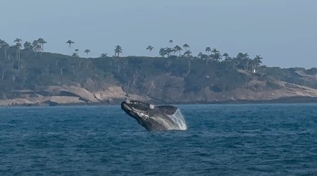 Baleia dá 'show' na Praia do Leblon, na Zona Sul do Rio, e arranca aplausos dos banhistas - Foto