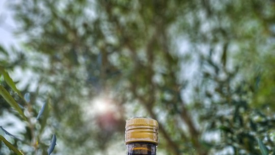 Oliveiras avançam no Paraná, mas azeitonas brasileiras respondem por apenas 1% do azeite consumido no país Oliveiras avançam no Paraná, mas azeitonas brasileiras respondem por apenas 1% do azeite consumido no país