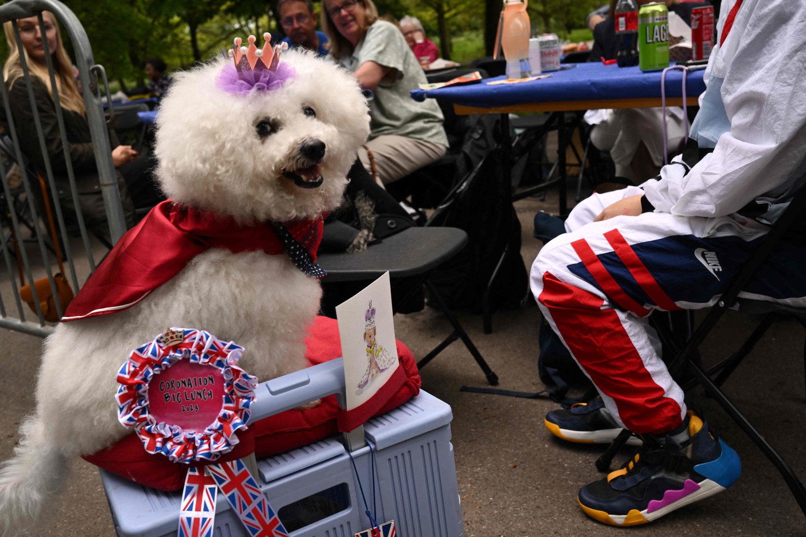 Cachorro da realeza foi visto em um grande almoço da coroação no Regent's Park, em Londres — Foto: Marco BERTORELLO / AFP