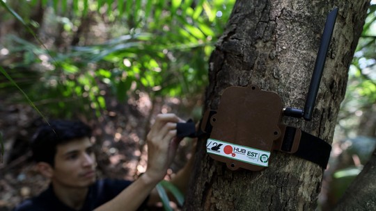 Projeto Curupira: mais uma arma da ciência na guerra contra desmatamento; veja fotos
