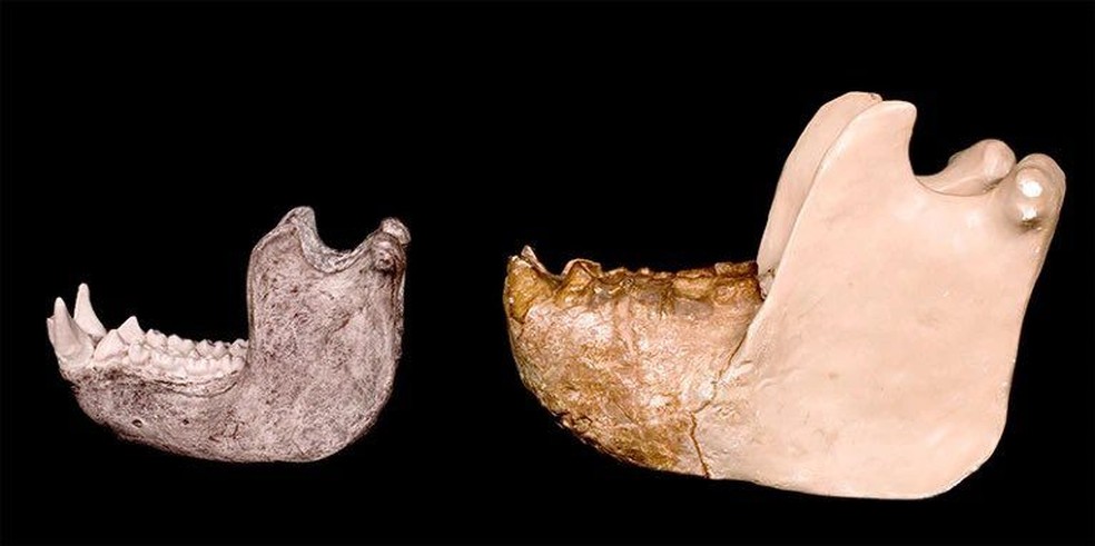 Ossos De Gigantopithecus Pregnant Gorilla Anatomy Cross Section. I'm