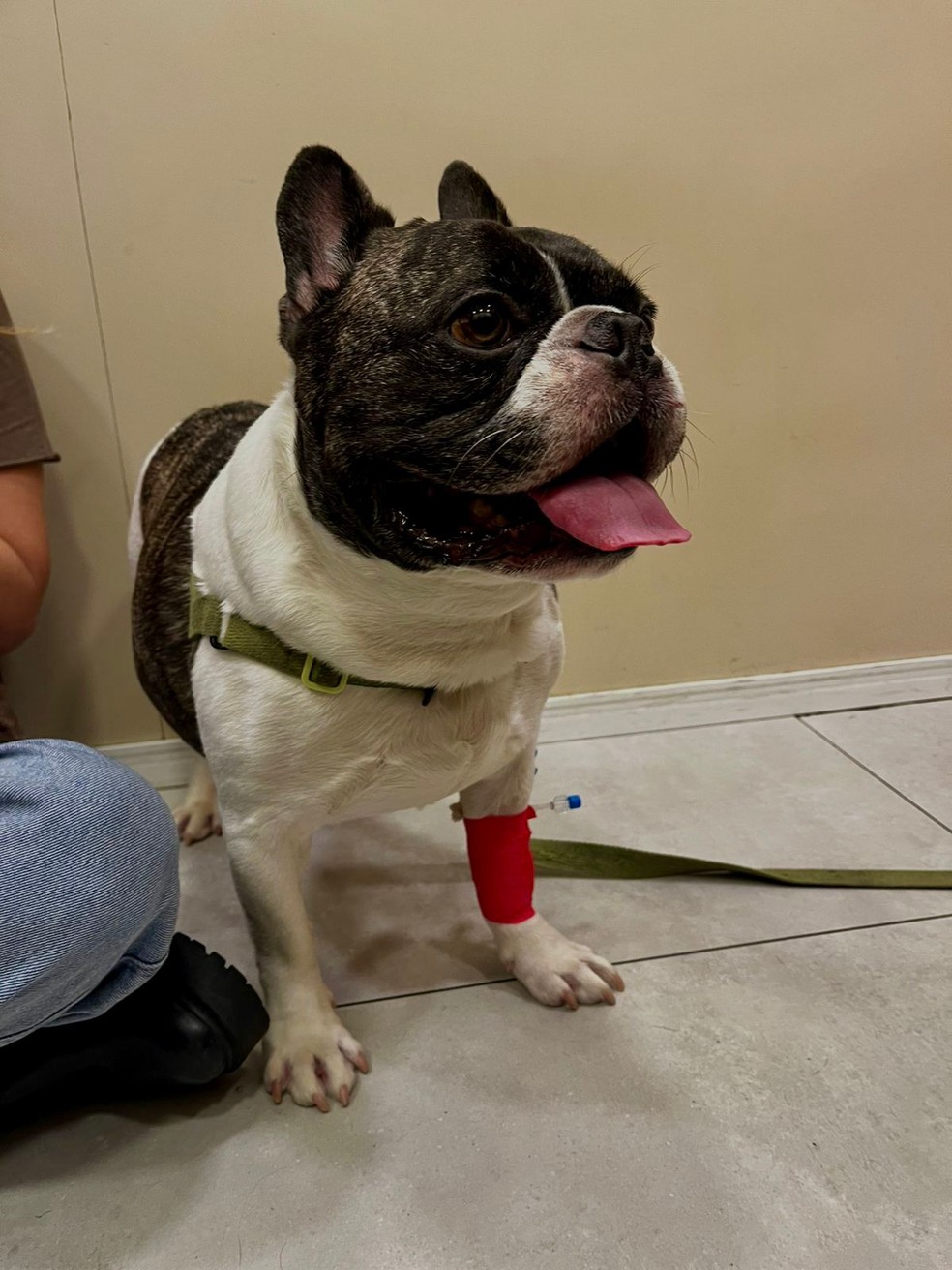 Cachorro Barthô é esquecido em máquina secadora na Barra — Foto: divulgação