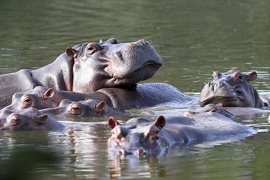 Colômbia busca destino para hipopótamos levados ao país por Pablo Escobar