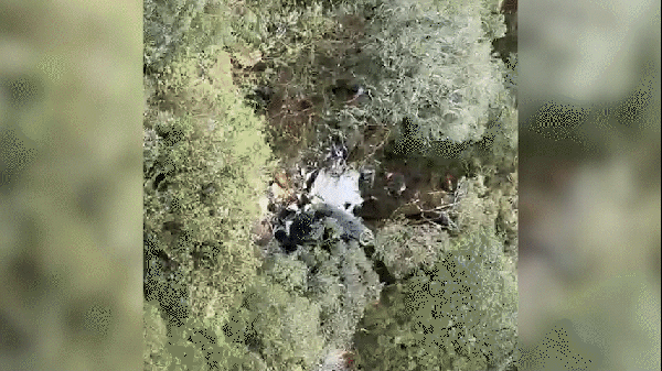 Helicóptero caiu em uma área de mata em Iaras (SP) — Foto: Divulgação