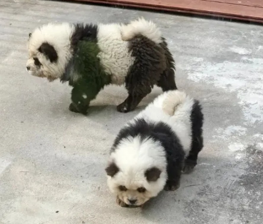 Zoológico da China é criticado após pintar cães em forma de pandas