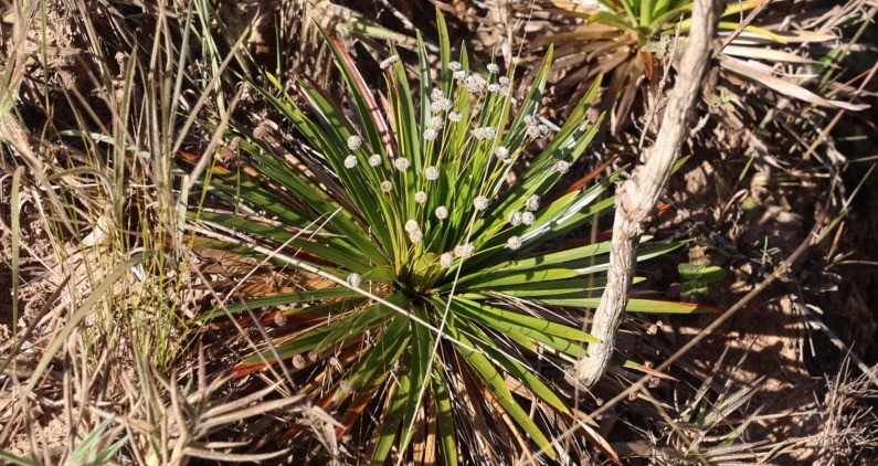 Botânicos encontram em Minas Gerais plantas consideradas extintas há três décadas - QTU Questões do Universo