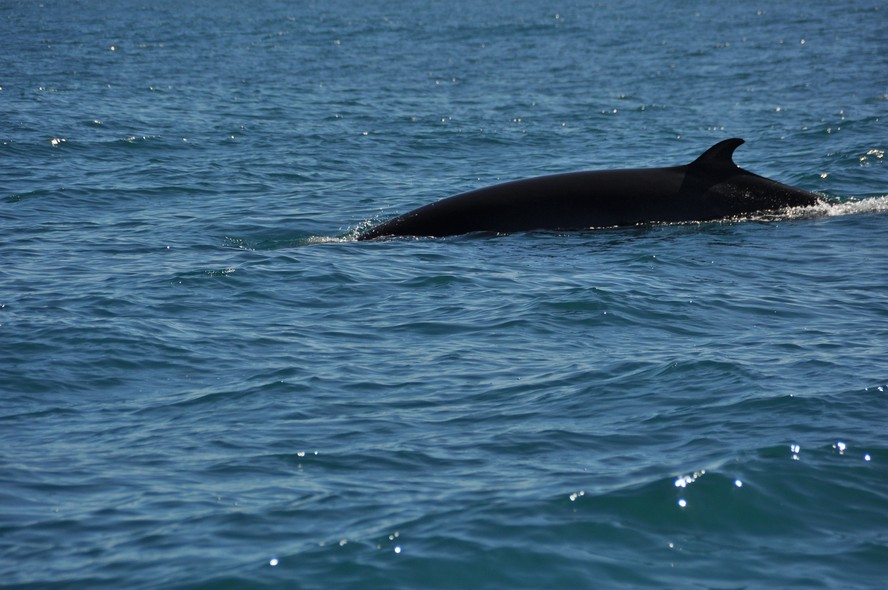 Imagem de baleia nadando no mar