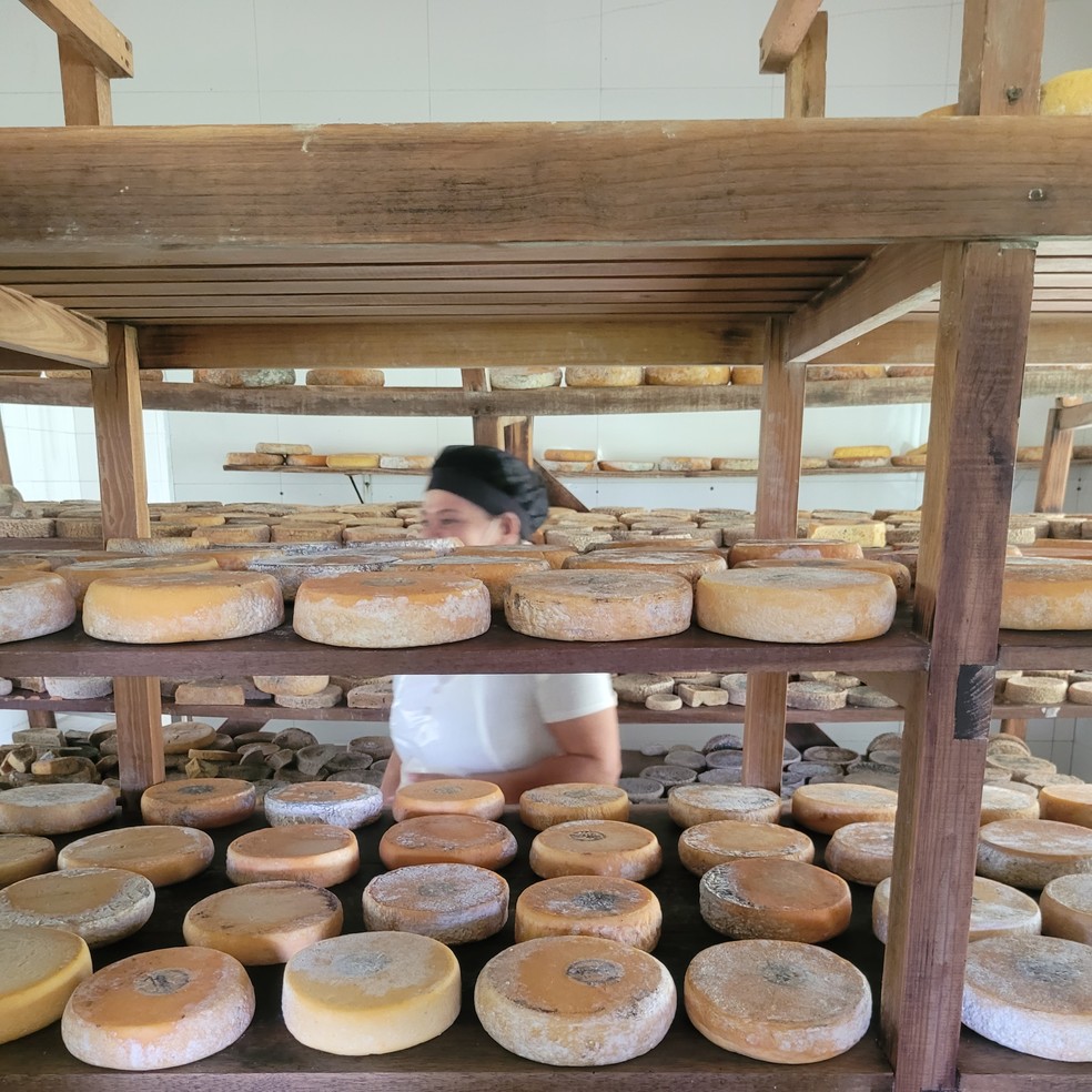 Queijos canastra na sala de maturação da Queijaria Vale da Gurita, em Delfinópolis, em Minas Gerais — Foto: Eduardo Maia / O Globo