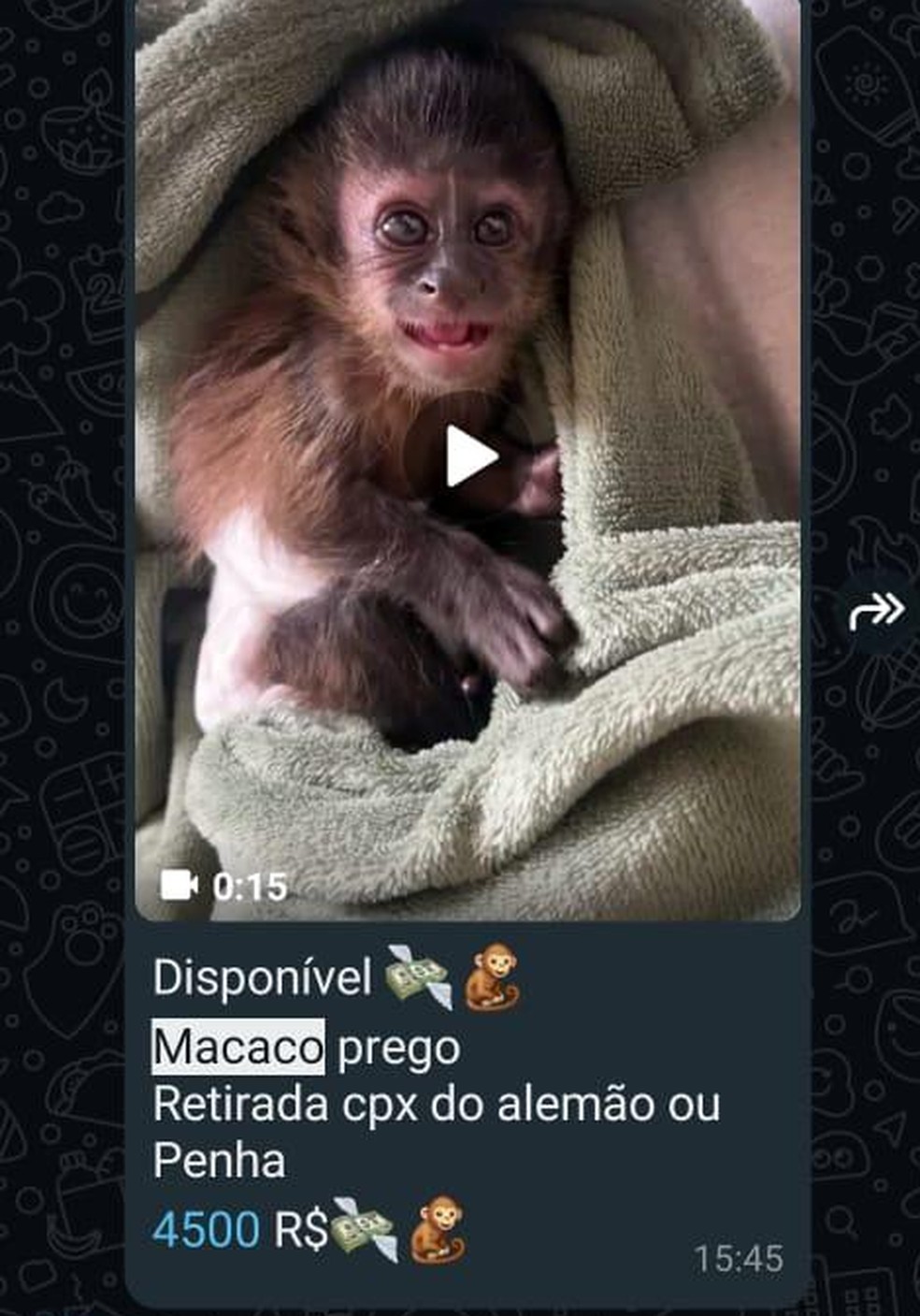 Filhote de macaco-prego é vendido pelos traficantes a R$ 4.500 — Foto: Reprodução