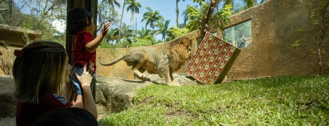 Leão Simba com caixa de Natal e galho de árvore com filés de frango. — Foto: Ana Branco