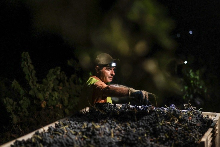 Trabalhador com lanterna presa à cabeça recolhe as uvas durante colheita noturna em Estremoz — Foto: Patricia de Melo Moreira/AFP