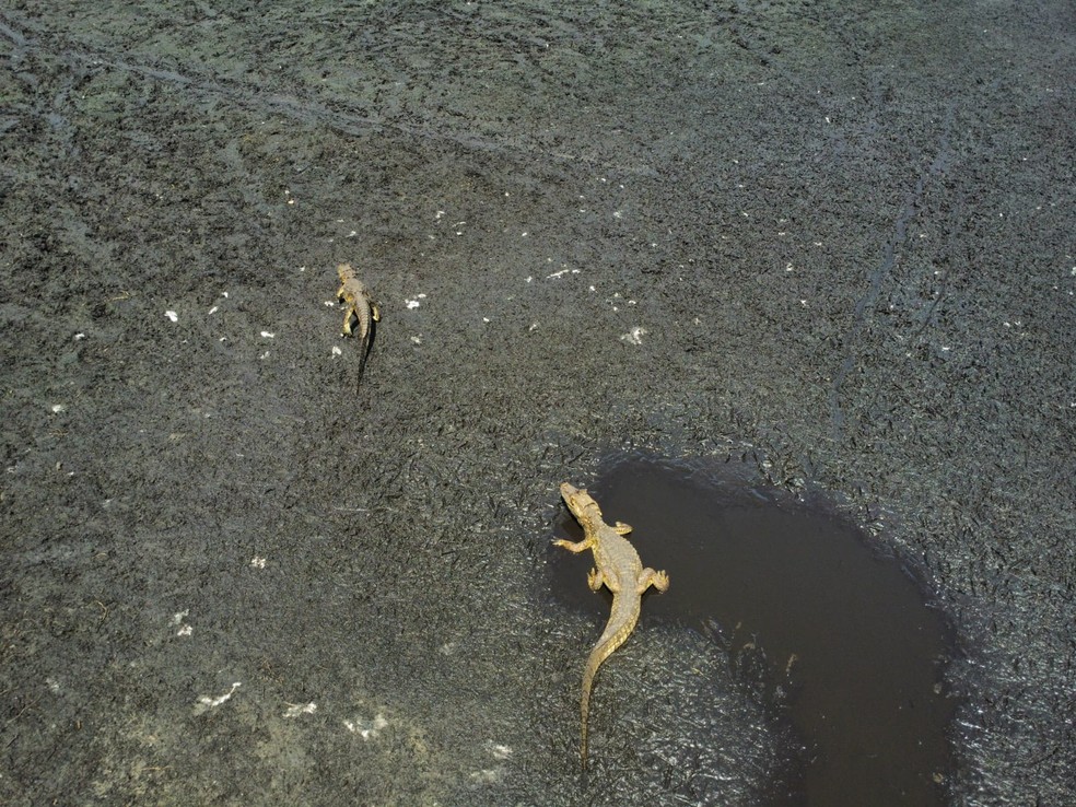 A qualidade de vida de 31 filhotes de jacarés-de-papo-amarelo está ameaçada devido à secura quase total do lago do Parque Natural Bosque da Barra da Tijuca, na Zona Oeste do Rio. — Foto: Custódio Coimbra/O Globo