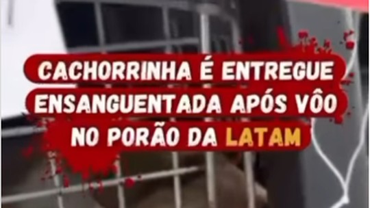 Tutora denuncia que sua cachorra foi entregue ensanguentada após voo de Amazonas a São Paulo