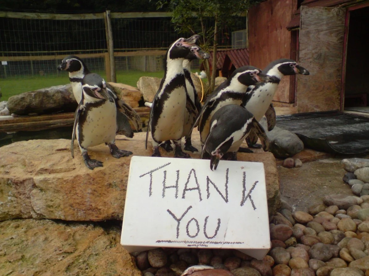 Cenário de 'Harry Potter' e 'Doctor Who': após quase 50 anos, zoológico britânico anuncia fim das atividades