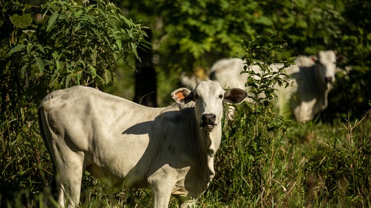 Bancos não darão crédito a frigoríficos que compram gado criado em áreas desmatadas ilegalmente na Amazônia