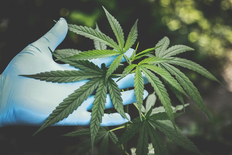 Planta da maconha — Foto: Pexels/Divulgação