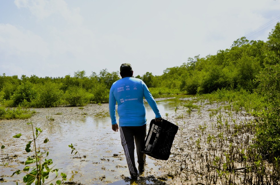 Ações de recuperação de manguezais realizadas pelo projeto Mangues da Amazônia, no Pará — Foto: Divulgação