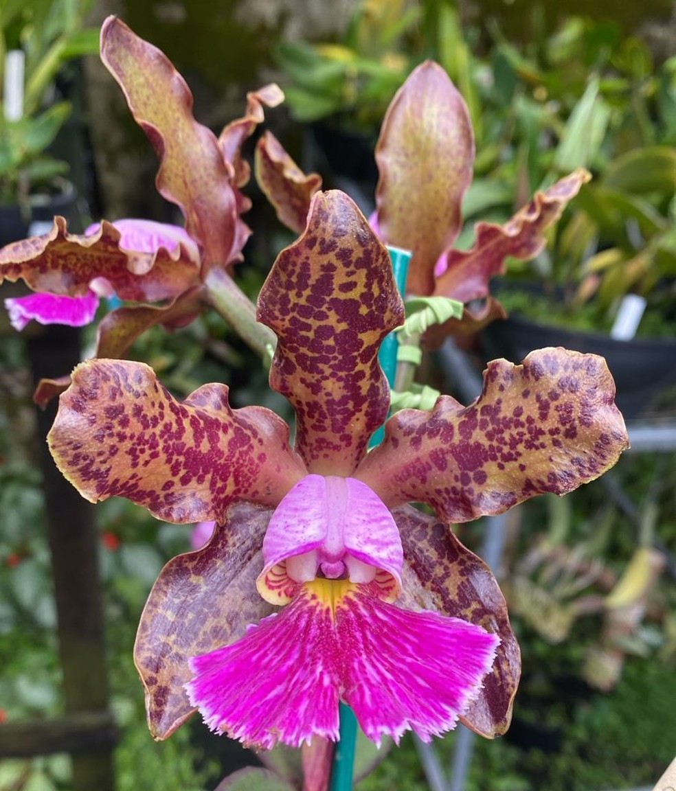 Depois de dois anos, a exposição está de volta ao Orquidário do Jardim Botânico. — Foto: Divulgação