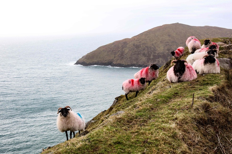 Ovelhas nas encostas de um perto da praia de Keem, na Ilha de Achill, na Irlanda, um dos cenários do filme'The Banshees of Inisherin', indicado ao Oscar e 2023 — Foto: Paul Faith / AFP