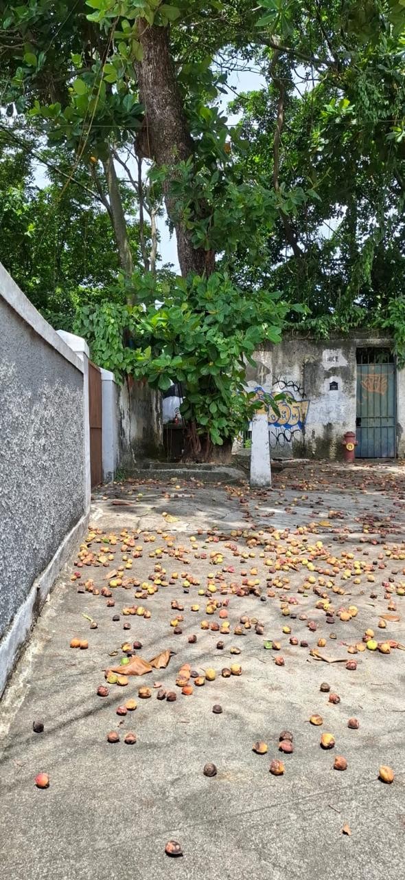 Am&ecirc;ndoas assassinas