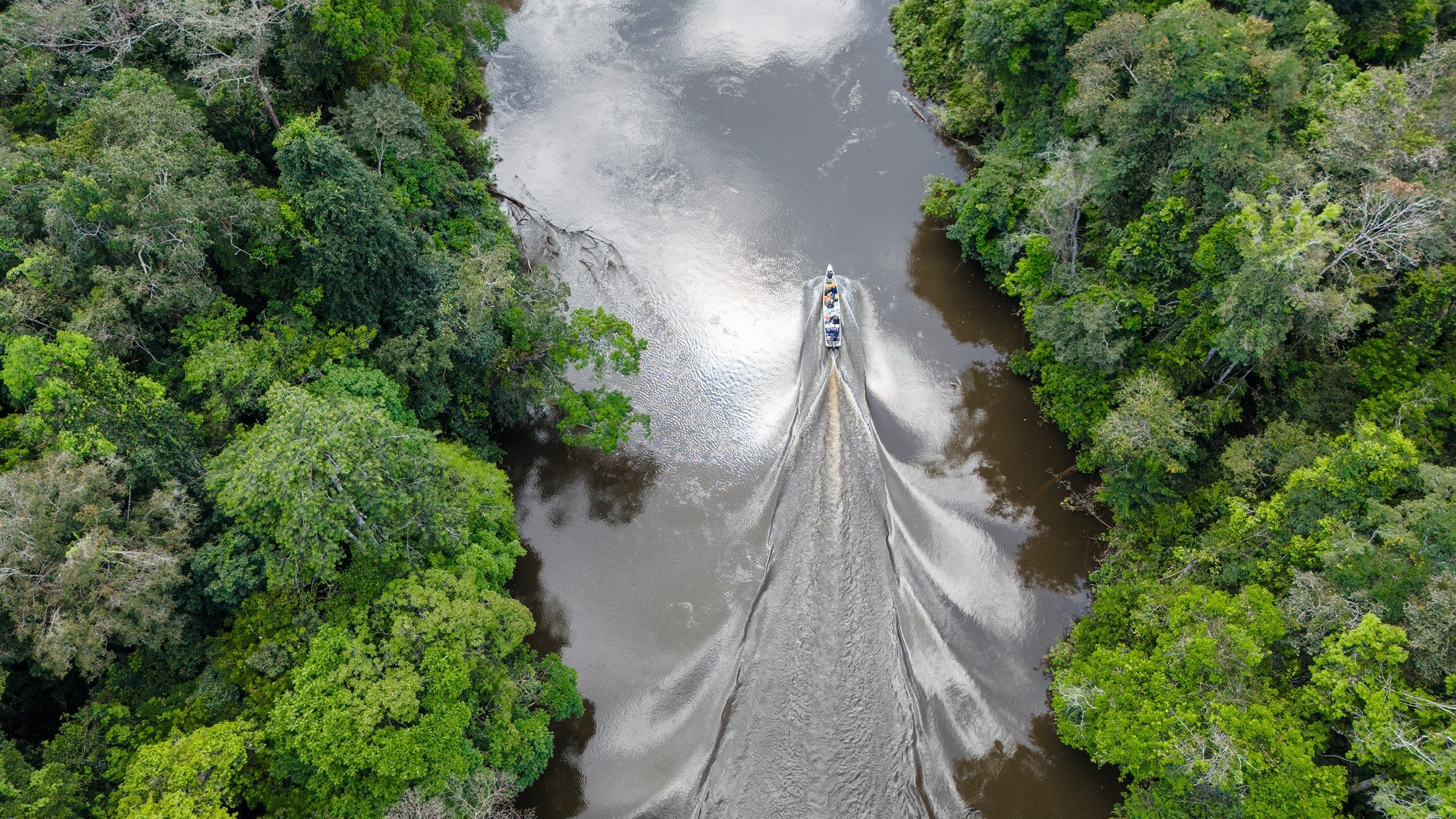 Ricardo Cardim e Cássio Vasconcellos fazem expedição para mapear árvores gigantes da Amazônia - Foto