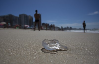 VÍDEO: milhares de águas-vivas surgem na orla da Praia do