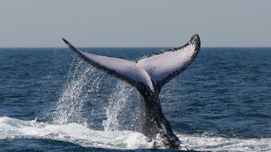 Além da observação de baleias: Niterói terá passeios para ver a fauna marinha o ano todo