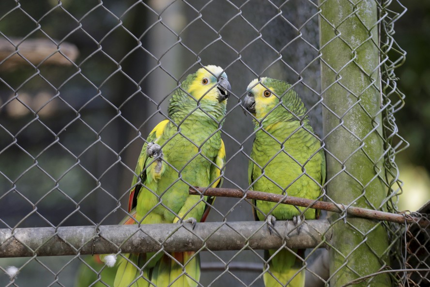 Papagaios no Centro de Triagem de Animais Silvestres do Ibama, em Seropédica, na Baixada Fluminense