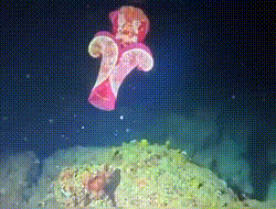 Conheça a ‘bailarina espanhola’, lesma marinha gigante que parece dançar no oceano