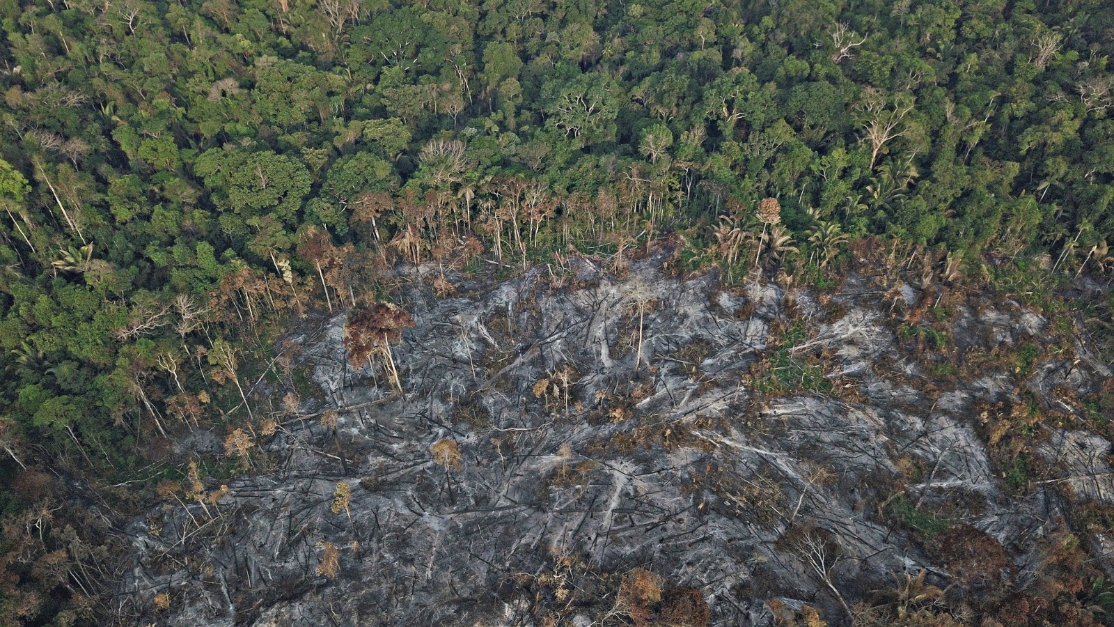 ONU é acionada para pressionar STF e CNJ sobre disputa em terra indígena de Rondônia - QTU Questões do Universo