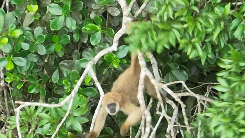 Muriqui-do-sul no Parque Cunhambebe, na Costa Verde Fluminense — Foto: Inea /Divulgação