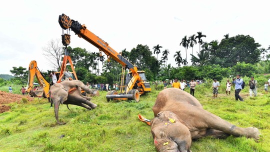 Mãe elefanta e filhotes morrem eletrocutados na Índia