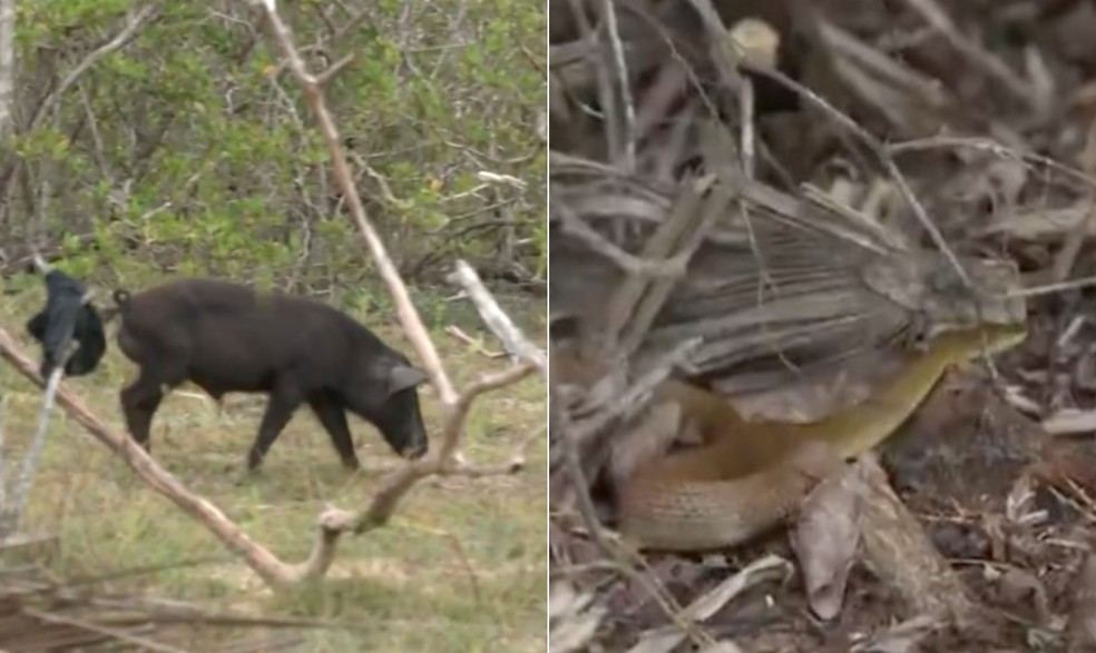 Porco-do-mato (à esquerda) e cobra: animais selvagens em acampamento do 'No limite' 2022 — Foto: Reprodução/TV Globo