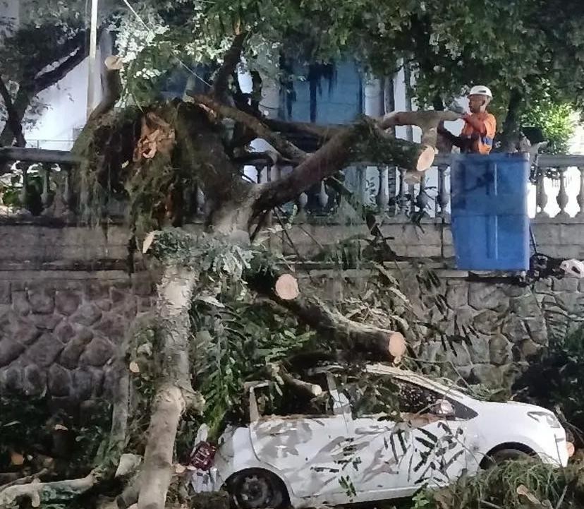 Temporal derruba pelo menos 30 árvores no Rio; previsão do tempo é de mais chuva nesta sexta-feira