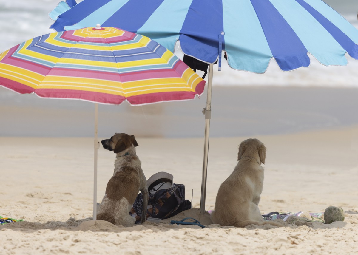 Cachorros na praia: Lei municipal do Rio permite animais na orla, mas ...