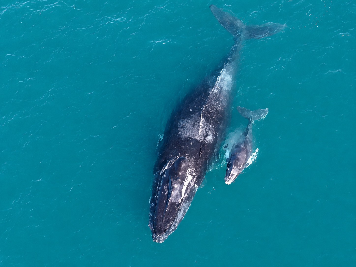 Derretimento do gelo na Groenlândia permite entrada de baleias gigantes em 