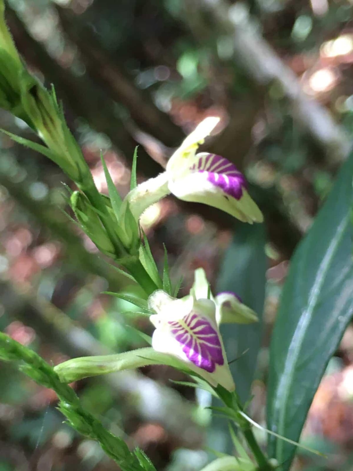 Após mais de 100 anos, espécie rara é registrada pela primeira vez no Rio