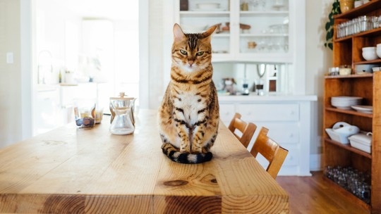 Sinais de que um gato está infeliz com seu dono ou em casa Sinais de que um gato está infeliz com seu dono ou em casa