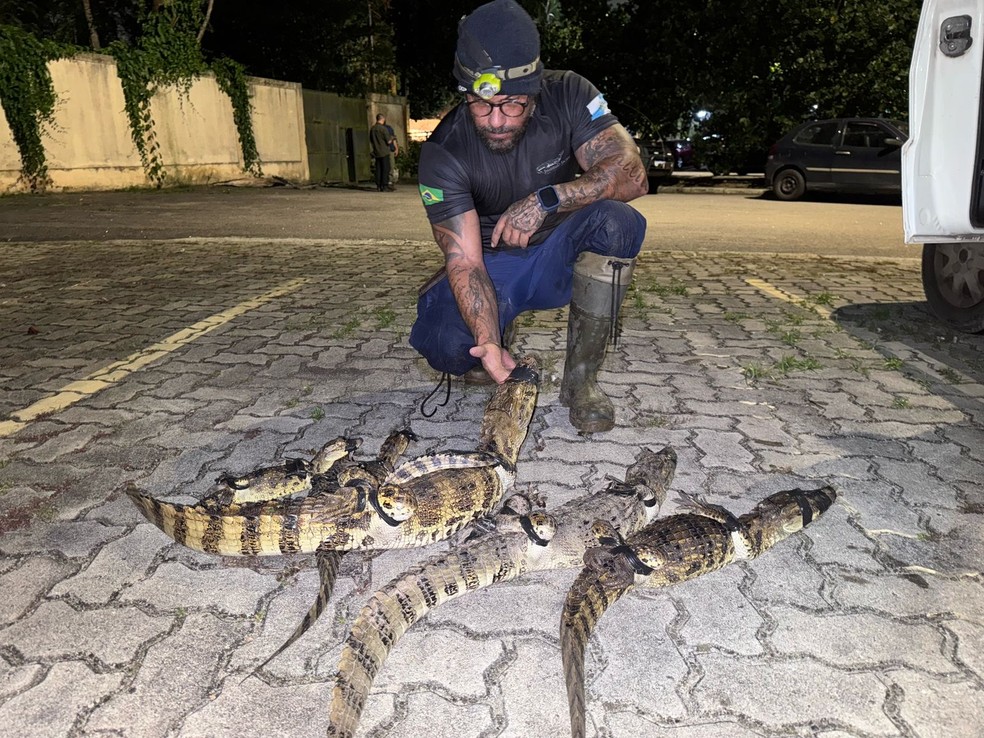 Resgate. Jacarés recuperados em novembro passado pelo biólogo Ricardo Freitas Filho em condomínio na Barra — Foto: Divulgação/Instituto Jacaré