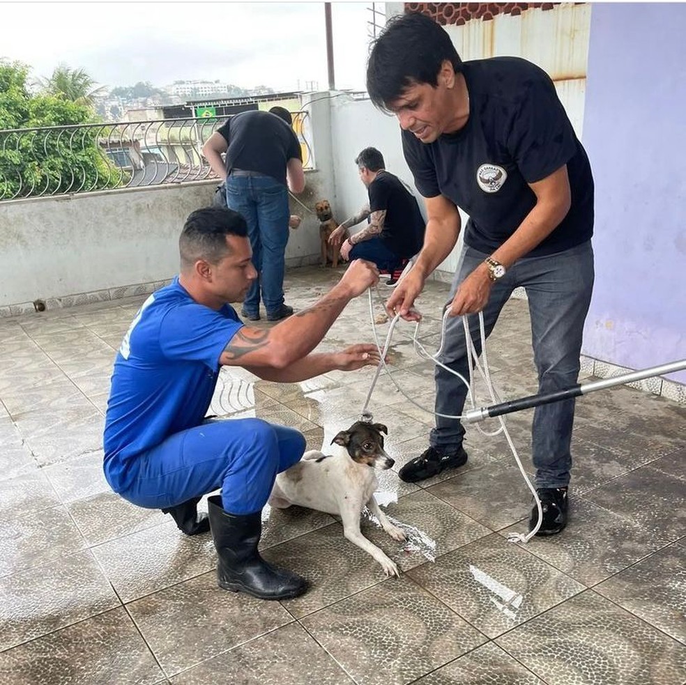 Cachorros são resgatados em Marechal Hermes — Foto: Reprodução/Redes Sociais