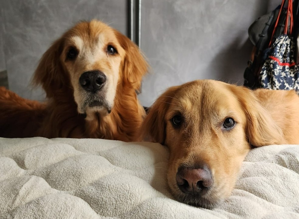 Cães da raça golden retriever — Foto: Thamila Soares