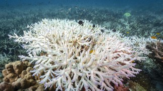 corais branqueados ao redor da ilha de Koh Tao, na província de Surat Thani, no sul da Tailândia. — Foto: Foto: Lillian SUWANRUMPHA / AFP