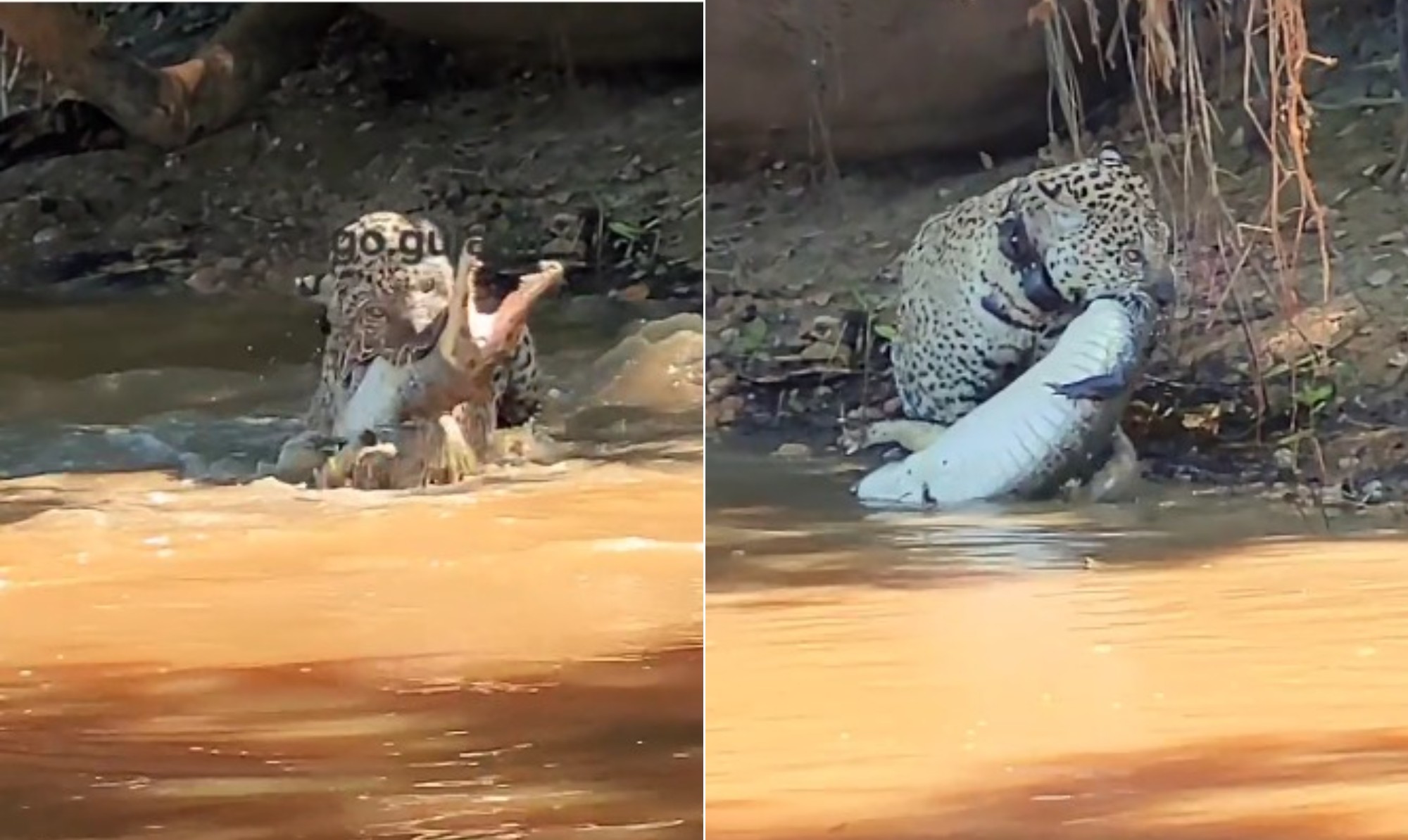 Onça-pintada que sobreviveu às queimadas no Pantanal é flagrada caçando jacaré seis anos após resgate; vídeo - QTU Questões do Universo