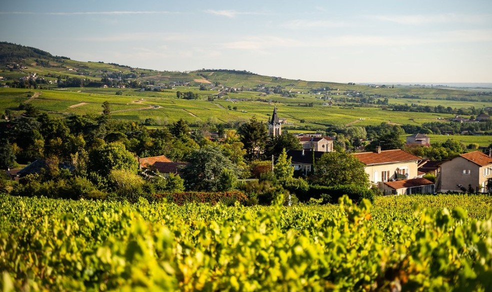Os vinhedos do Domaine Lapierre — Foto: Divulgação