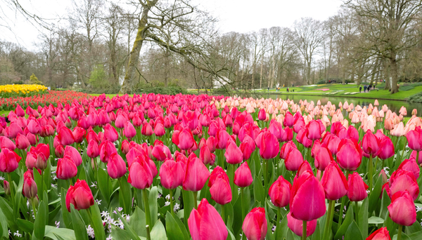 É tempo de tulipas na Holanda: veja como está o jardim de Keukenhof, que celebra 75 primaveras