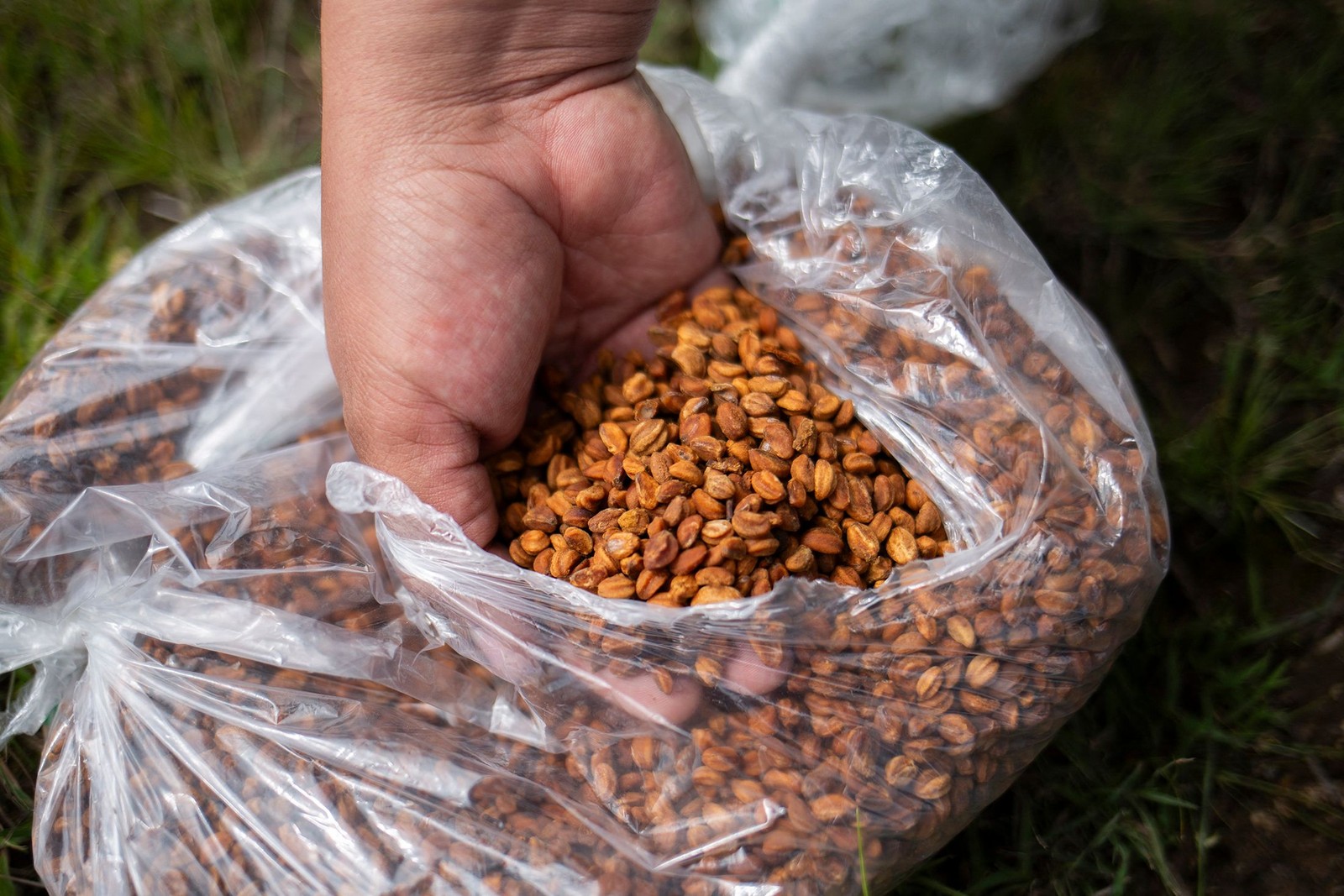 As sementes já estão pré-germinadas, ou seja, já possuem raiz, o que as ajudará a dar vida a uma nova planta — Foto: Enrique Castro/AFP