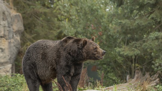 Duas pessoas são mortas após ataque de urso pardo em parque no Canadá
