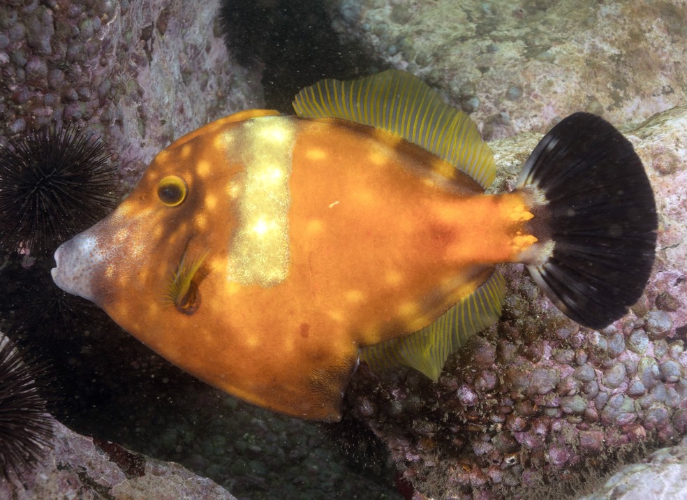 Cangulo vermelho: uma das espécies de peixe que vivem na Cotunduba — Foto: Divulgação/Ricardo Gomes/Instituto Mar Urbano