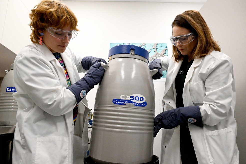 Em 2024, pesquisadores de Taronga e do Instituto Australiano de Ci&ecirc;ncias Marinhas descongelaram com sucesso esperma de coral congelado para fertilizar &oacute;vulos frescos, produzindo larvas de coral vi&aacute;veis ??que foram recolocadas no recife &mdash; Foto: Saeed Khan/AFP